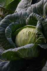 Obraz premium Close up of cabbage head