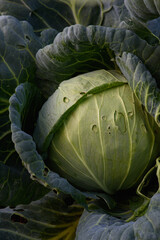 Obraz premium Close up of cabbage head
