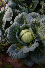 Fototapeta na wymiar Close up of cabbage head