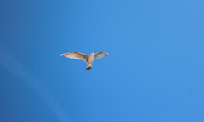 Seagull flying in the blue sky