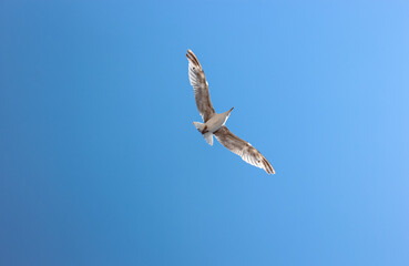 Seagull flying in the blue sky