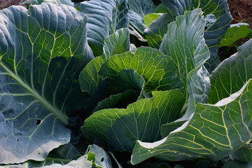 Close up of cabbage head