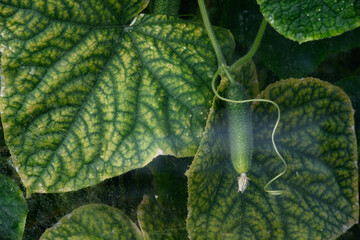 Cucumbers and leaves of cucumber bushes. Close-up view