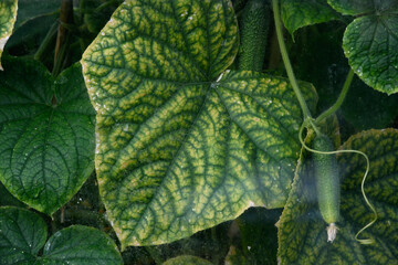 Cucumbers and leaves of cucumber bushes. Close-up view