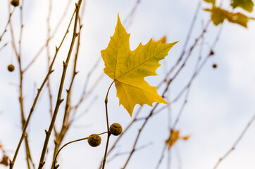 autumn leaves on a tree