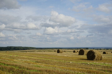 Rural landscape. Harvested field and straw bales. Blue sky. Horizon. August. Summer is over.	 