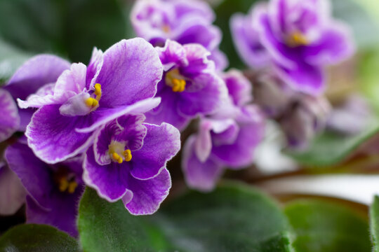Macrophotography of blossoming african violet flower  saintpaulia  in lilac purple colors.
