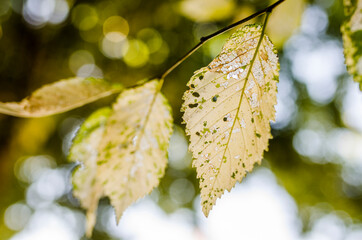 autumn leaves on a tree