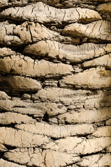 texture of a palm tree bark