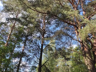 Fototapeta premium trees in the forest