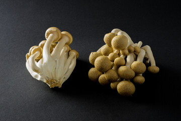 Shimeji brown beech mushrooms close-up