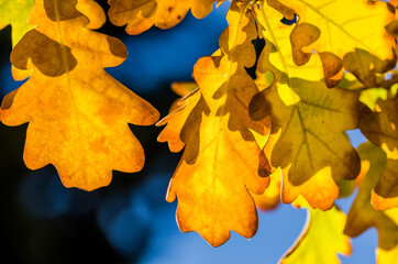 Naklejka na ściany i meble close up of yellow maple leaves