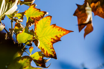 autumn leaves against sky