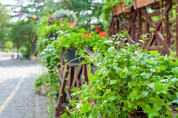 Flowers in Mtatsminda Park or Bombora Park on Mtatsminda mountain