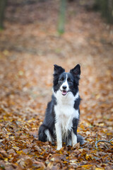 Naklejka na ściany i meble Border collie is sitting in forest. Autumn photoshooting in park.