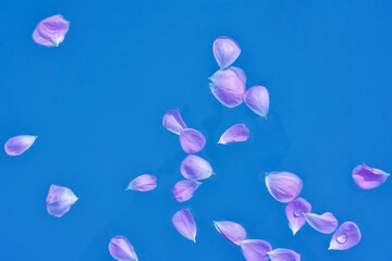 many pink petals on a blue water background
