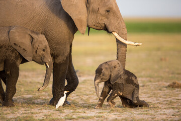 Baby Elephant with mother Amboseli National Park Kenya