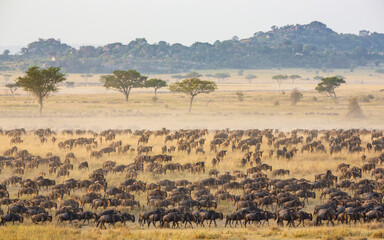 Great Migration herds of Wildebeest Serengeti National Park Tanzania