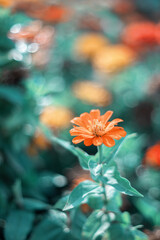 Kwiat cynii  w ogrodzie