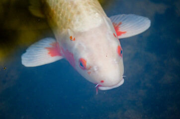 white and orange koi fish in a pond