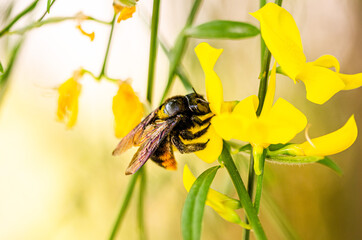close up of a bumblebee on yellow flower