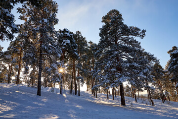 Landscape with winter forest and bright sunbeams. Sunrise, sunset in beautiful snowy forest.