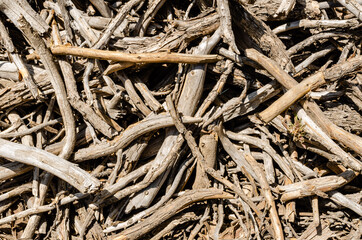 texture of the bark and branches