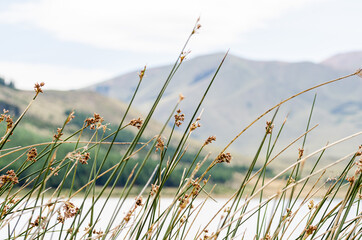close up of grass and sky