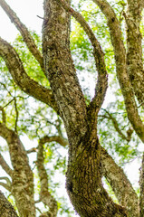 tree trunks in the forest