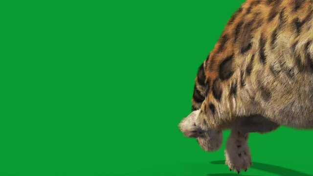 Leopard Green Screen Real Fur Runs Front 3D Rendering Animation 4K