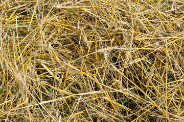 straw background