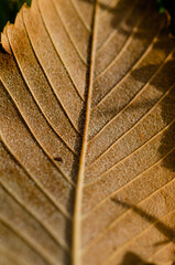 autumn leaf texture
