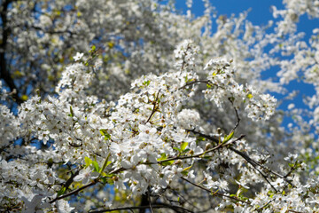 tree blossom