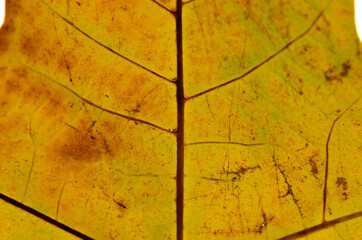 Naklejka na ściany i meble autumn leaf texture