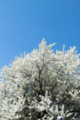 tree in bloom