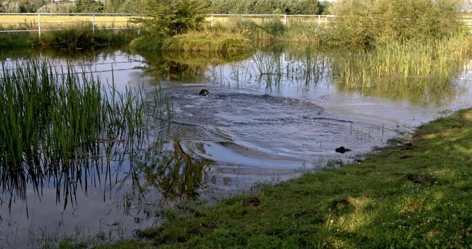 German Shorthaired Pointer dog jump into water. Water splash.
