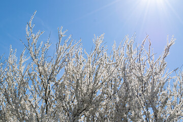 Spring. Blooming tree