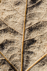 close up of a dry leaf