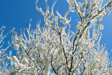Spring. Blooming tree