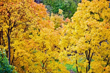 Bright colorful foliage on the trees in the forest on a sunny autumn day. Autumn trees with colorful leaves close-up. Bright colors and autumn mood in the forest. Abstract autumn nature backgrounds.