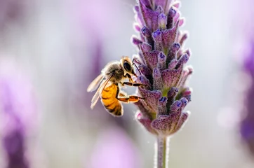 Fototapete Biene Nahaufnahme einer Biene auf einer Lavendelblüte