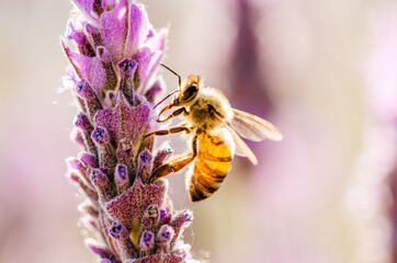 close up of a bee on a lavender flower