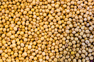 texture of soy beans