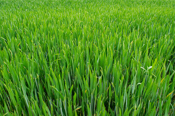 green grass background