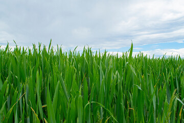 green grass and blue sky