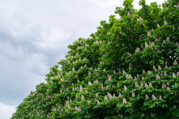Blooming chestnut trees