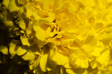 close up of a yellow flower petals texture