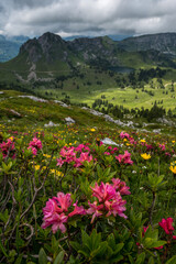 Obraz premium alpine roses in Diemtigtal with Seebergsee in the Bernese Alps