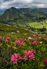 Fototapeta na wymiar alpine roses in Diemtigtal with Seebergsee in the distance