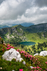 Fototapeta na wymiar alpine roses in Diemtigtal with Seebergsee in the Bernese Alps
